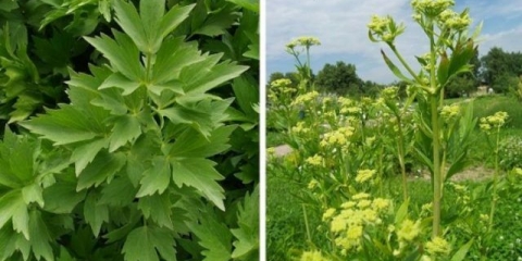 Ljubik ili celer: razlike